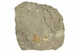 Ordovician Starfish Fossil With Edrioasteroid - Morocco #271350-4